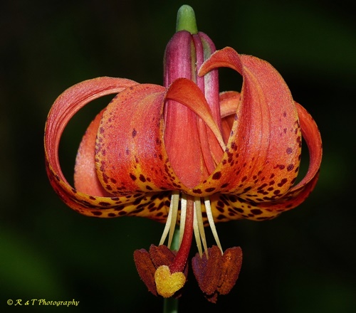 {Lilium michiganense}
